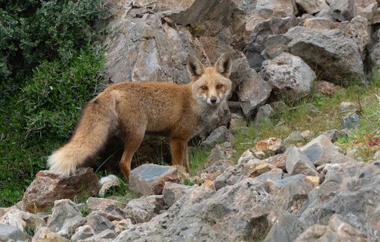 Worcester Block On Edge After Early Morning Fox Attack