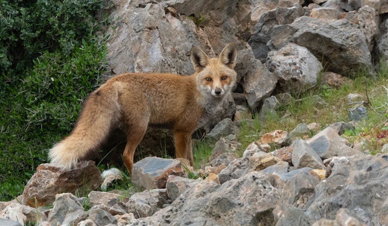 Worcester Block On Edge After Early Morning Fox Attack