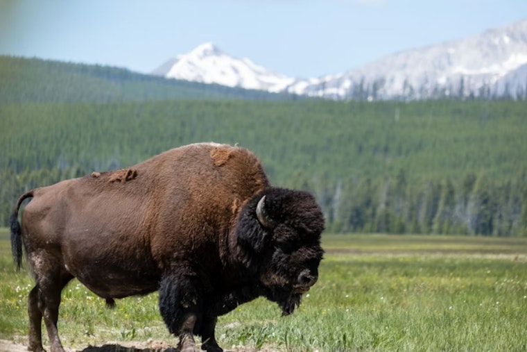 Wright-Style Cabins And Roaming Bison Put McConnelsville On The Map