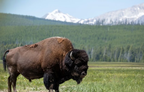 Wright-Style Cabins And Roaming Bison Put McConnelsville On The Map