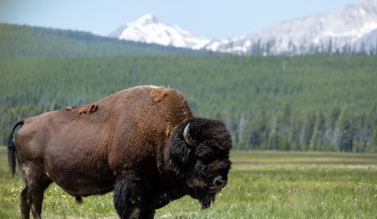 Wright-Style Cabins And Roaming Bison Put McConnelsville On The Map