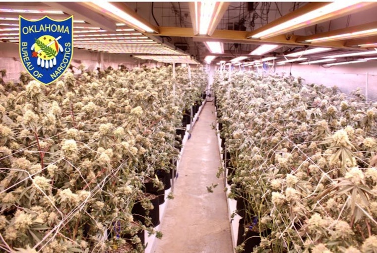 Wynnewood Weed Farm Uprooted As Agents Rip Out Nearly 9,000 Plants