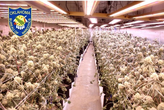 Wynnewood Weed Farm Uprooted As Agents Rip Out Nearly 9,000 Plants