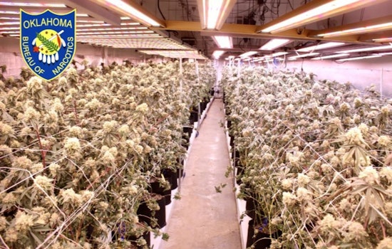 Wynnewood Weed Farm Uprooted As Agents Rip Out Nearly 9,000 Plants