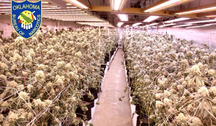 Wynnewood Weed Farm Uprooted As Agents Rip Out Nearly 9,000 Plants