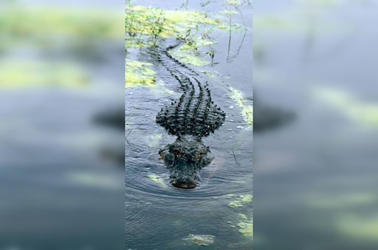 Wayward Gator Brings Morning Commute to a Crawl on West Lake Houston Parkway