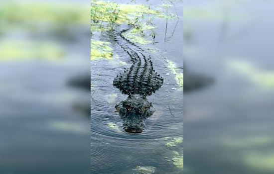 Wayward Gator Brings Morning Commute to a Crawl on West Lake Houston Parkway