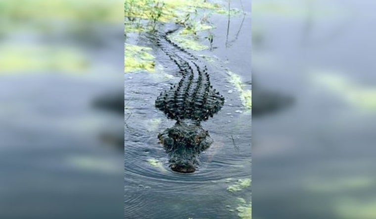 Wayward Gator Brings Morning Commute to a Crawl on West Lake Houston Parkway