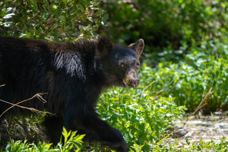 Zonked-Out Young Bear Naps In Springs Tree, Wakes Up In New Zip Code