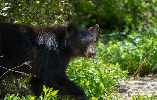 Zonked-Out Young Bear Naps In Springs Tree, Wakes Up In New Zip Code