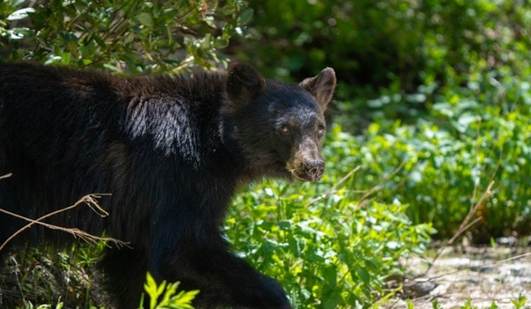 Zonked-Out Young Bear Naps In Springs Tree, Wakes Up In New Zip Code