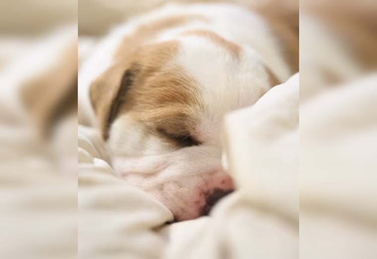 12 Abandoned Puppies Pulled From Empty Home