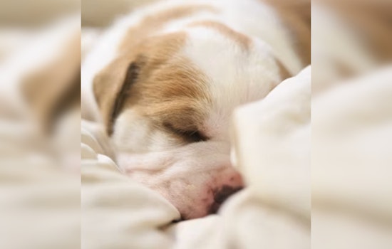 12 Abandoned Puppies Pulled From Empty Home