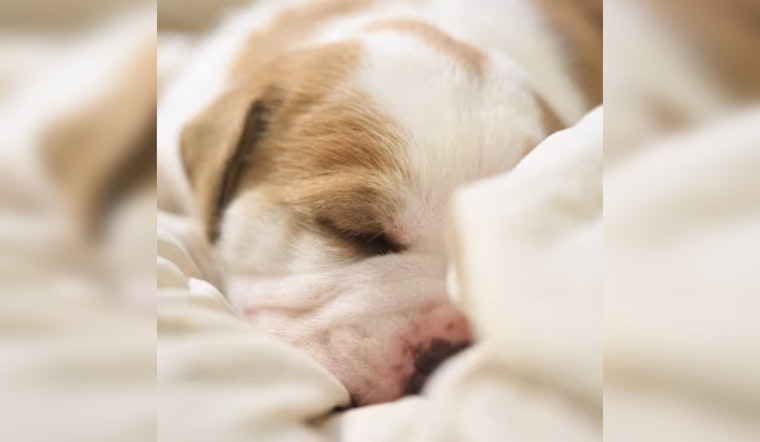 12 Abandoned Puppies Pulled From Empty Home