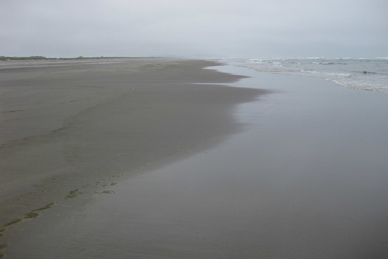 18th Gray Whale Found Near Long Beach Peninsula, WA