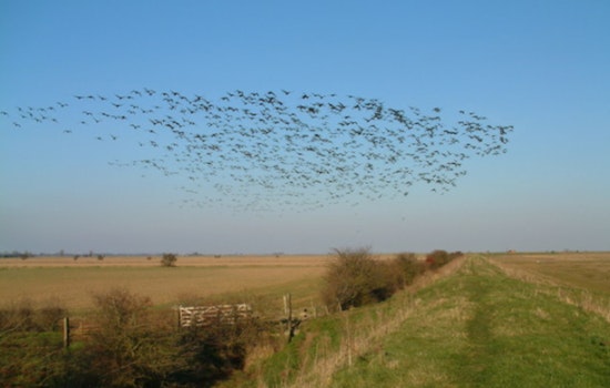 43 Million Birds Take to Minnesota Skies in Massive Night Migration