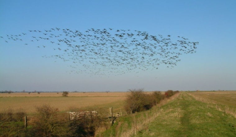 43 Million Birds Take to Minnesota Skies in Massive Night Migration