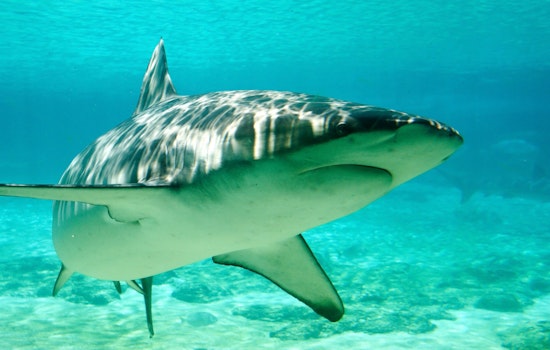 After 40 Quiet Years, Dusky Sharks Muscle Back Into Cape Cod Waters