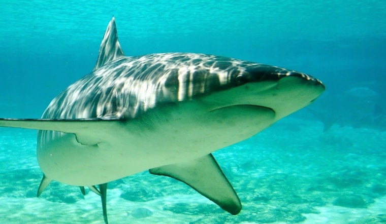 After 40 Quiet Years, Dusky Sharks Muscle Back Into Cape Cod Waters