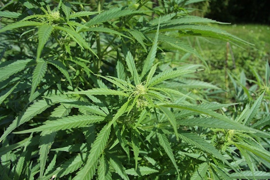 AG Bonta Charges Cannabis Seller Over $80M in Sales