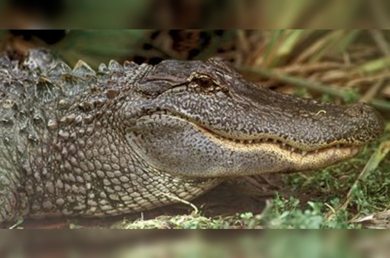Sienna Street Gator Startles Scanlan Oaks School Crowd