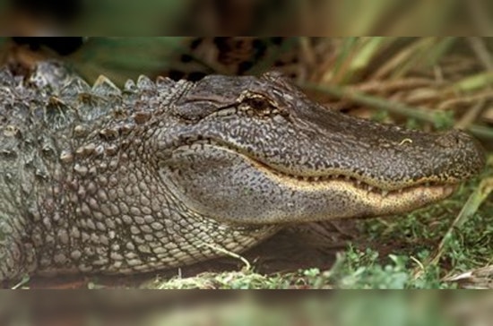 Sienna Street Gator Startles Scanlan Oaks School Crowd