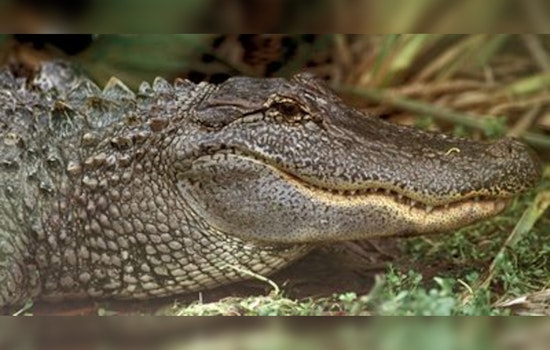 Sienna Street Gator Startles Scanlan Oaks School Crowd