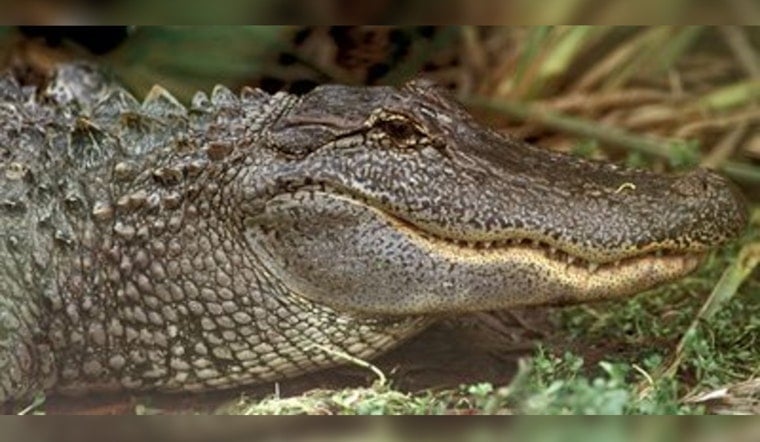 Sienna Street Gator Startles Scanlan Oaks School Crowd