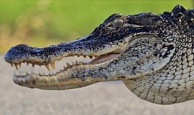 Alligators and Cobra Seized in East Tennessee Poaching Sweep