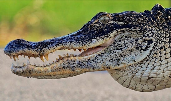 Alligators and Cobra Seized in East Tennessee Poaching Sweep