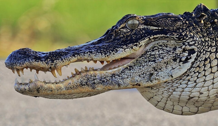 Alligators and Cobra Seized in East Tennessee Poaching Sweep