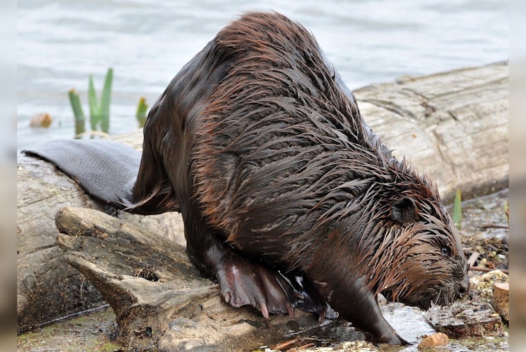 Alpharetta HOA Under Fire After Kids Spot Dead Beavers In Lake