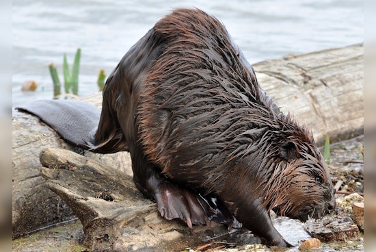 Alpharetta HOA Under Fire After Kids Spot Dead Beavers In Lake