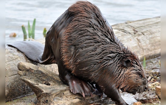 Alpharetta HOA Under Fire After Kids Spot Dead Beavers In Lake