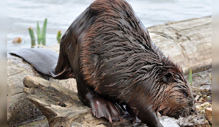 Alpharetta HOA Under Fire After Kids Spot Dead Beavers In Lake