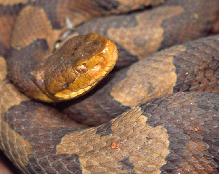 Alpharetta Woman's Doormat Horror: Copperhead Sends Her To Hospital