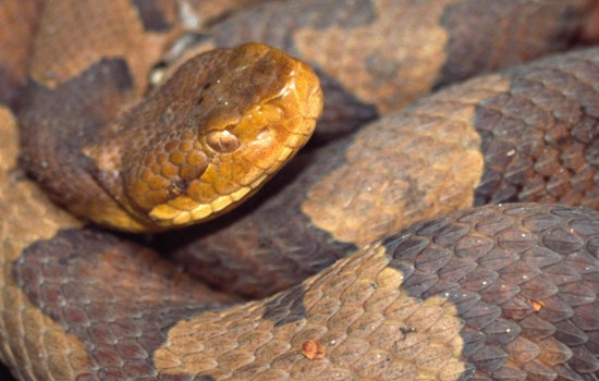 Alpharetta Woman's Doormat Horror: Copperhead Sends Her To Hospital