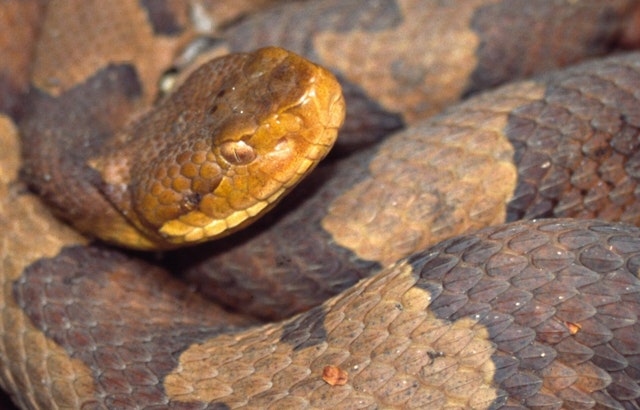 Alpharetta Woman's Doormat Horror: Copperhead Sends Her To Hospital