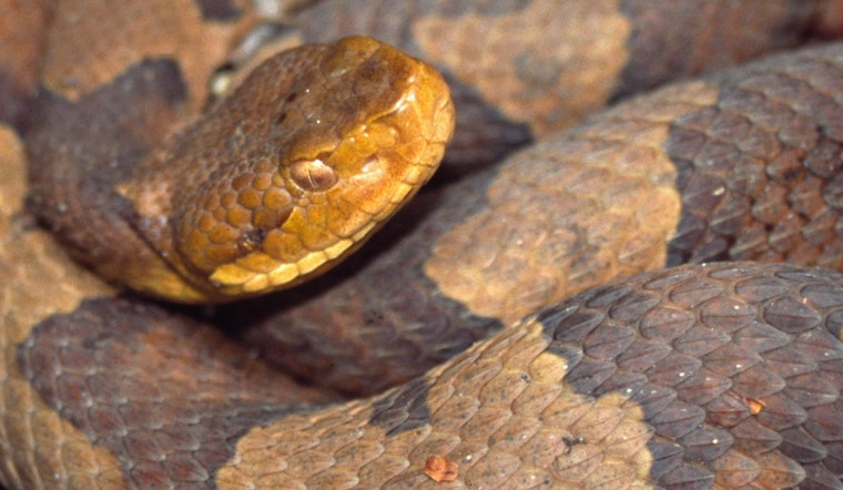 Alpharetta Woman's Doormat Horror: Copperhead Sends Her To Hospital