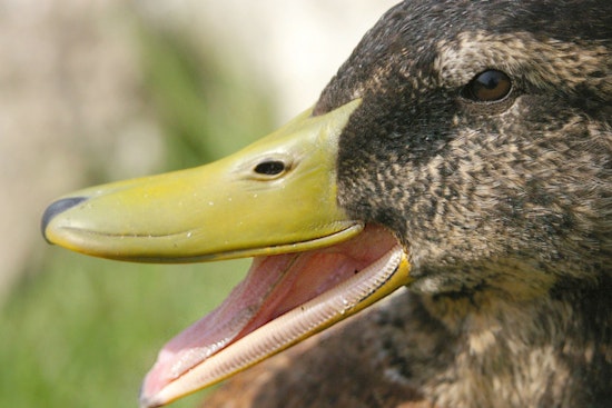 Arrow Through The Beak Stuns Salem Waterfront