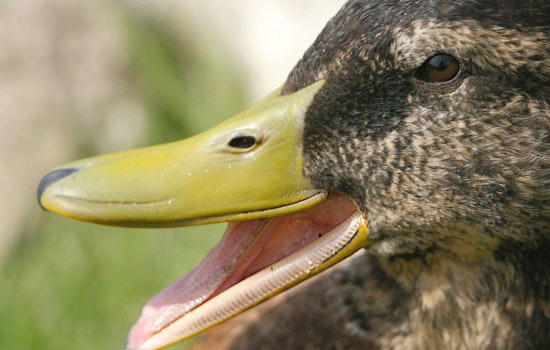 Arrow Through The Beak Stuns Salem Waterfront