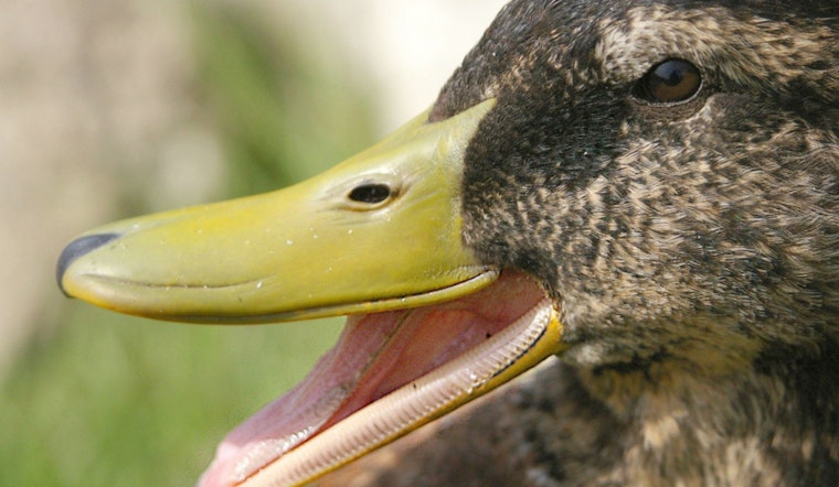 Arrow Through The Beak Stuns Salem Waterfront