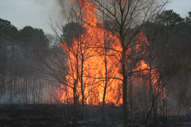 Arson Doubled Maryland Wildfire Acres in 2025