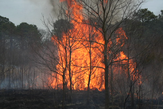Arson Doubled Maryland Wildfire Acres in 2025