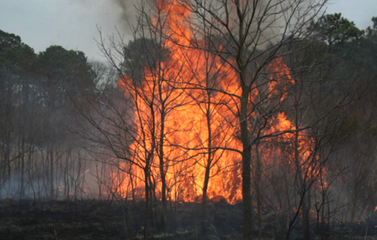 Arson Doubled Maryland Wildfire Acres in 2025