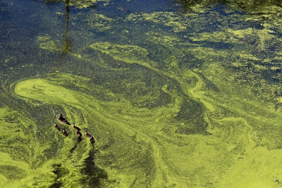 Austin Lake Turns No-Go as Toxic Algae Triggers Health Alert