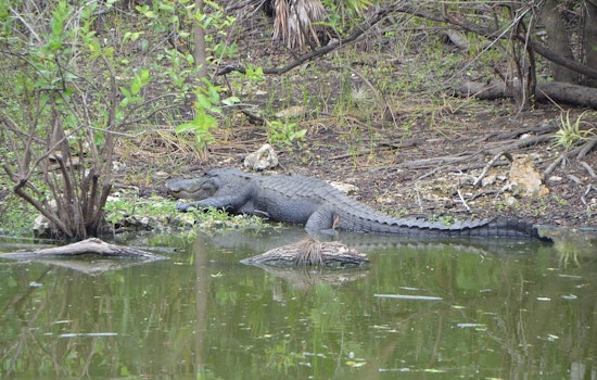 Ave Maria Family Stunned As Warring Gators Turn Lanai Into Fight Club