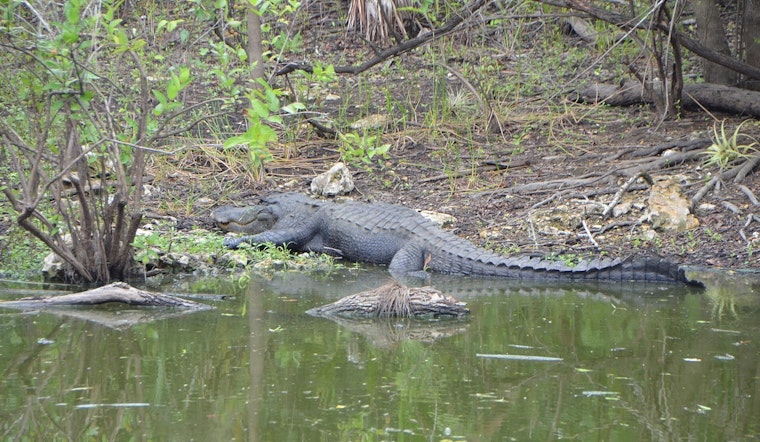 Ave Maria Family Stunned As Warring Gators Turn Lanai Into Fight Club