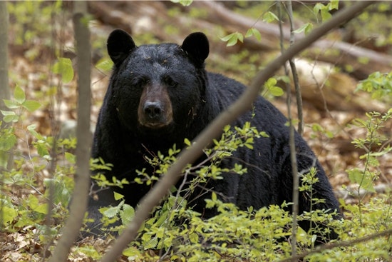 Backyard Bear Standoff: Colorado Springs Mom and Cubs Hauled Out From Under Deck