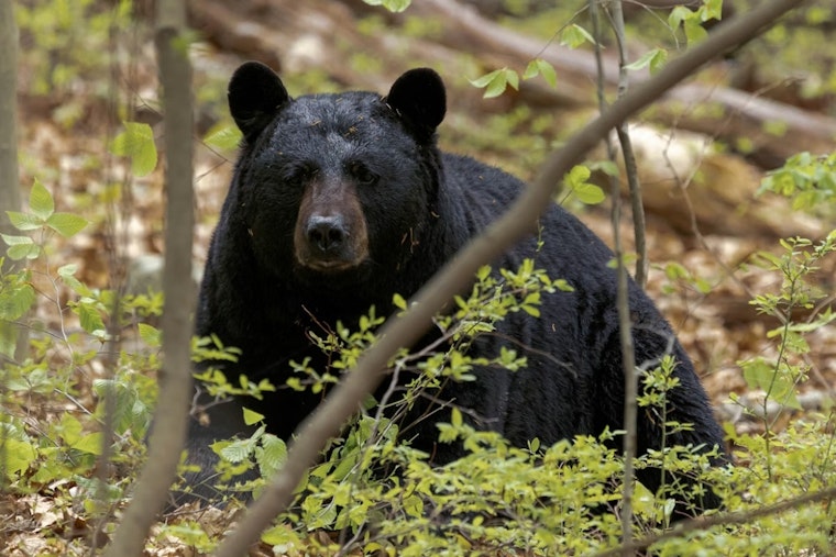 Backyard Black Bear Sends Wheat Ridge Neighbors Scrambling Indoors